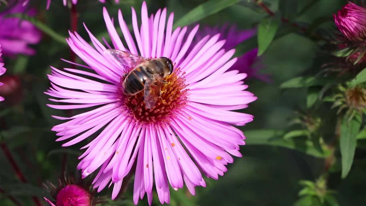 紫星状体。一朵花上的蜜蜂。紫菀花花在花园视频素材