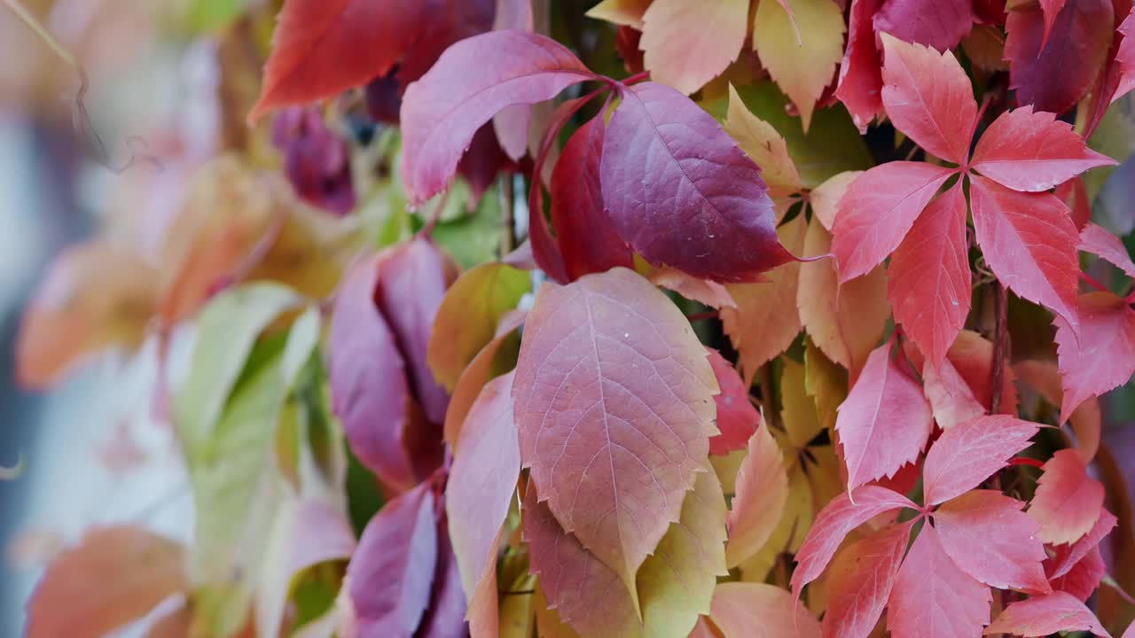 秋天的时间。10月，少女葡萄的叶子呈红色、粉红色和淡紫色。特写镜头视频素材