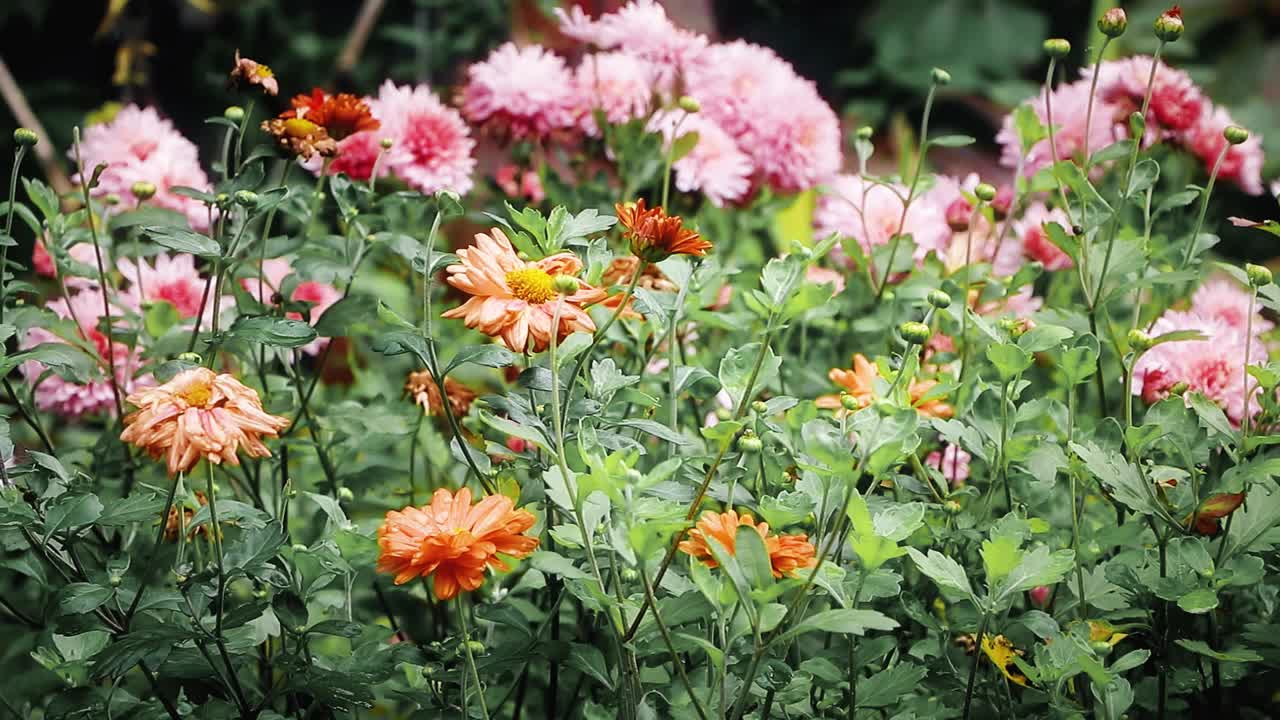 花园里的紫苑。花期aster。秋天花园里的花。视频素材