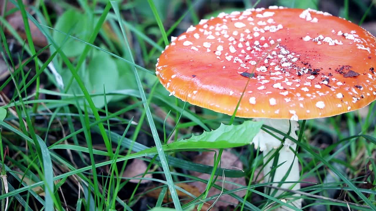 陈放。自然界中的有毒蘑菇。森林里的木耳。视频素材