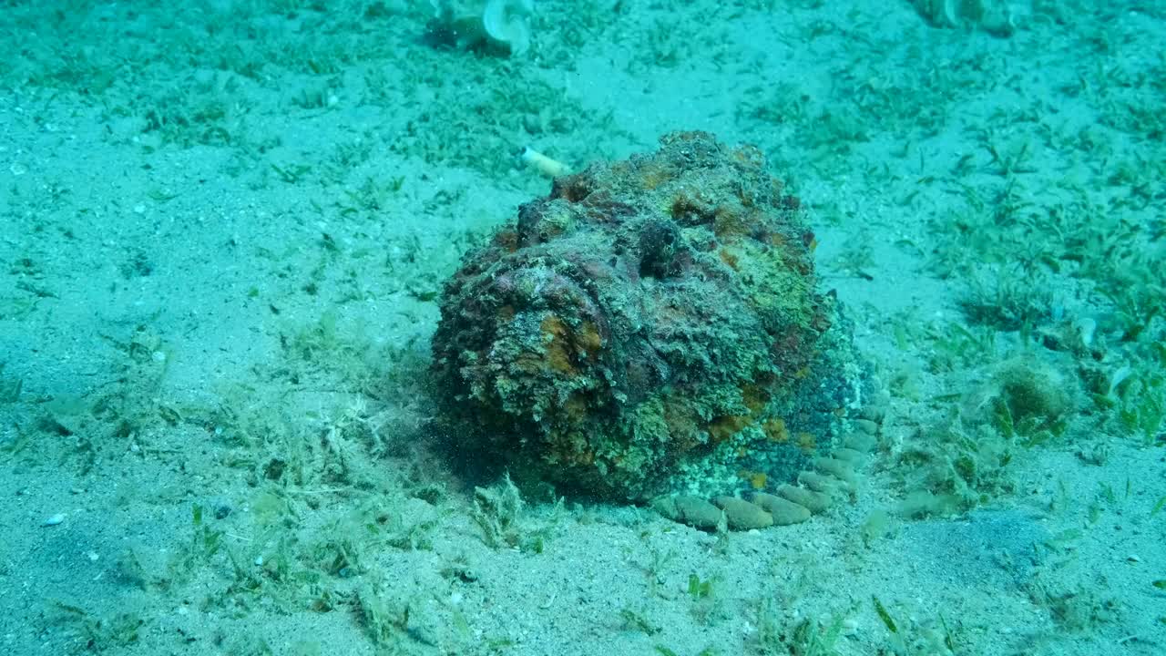 摄像机在石鱼周围移动。石头鱼的特写镜头躺在布满绿色海草的沙质海底。礁石鱼，慢动作视频素材