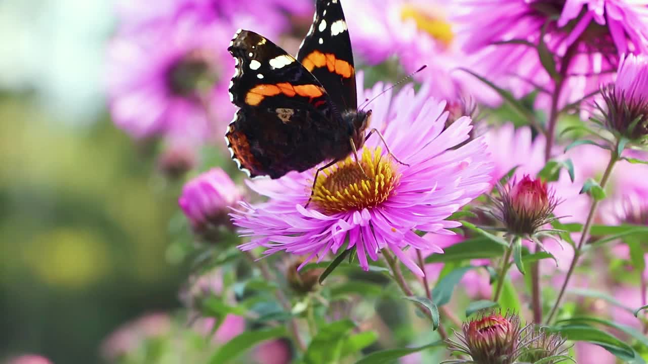 花上的蝴蝶。紫星状体。紫菀花花在花园。秋天的花。野生自然。视频素材