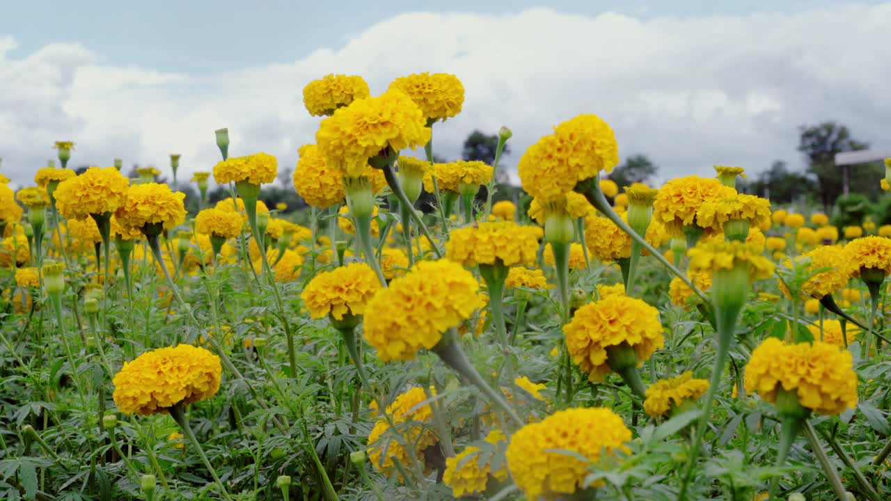 万寿菊黄色的花视频下载