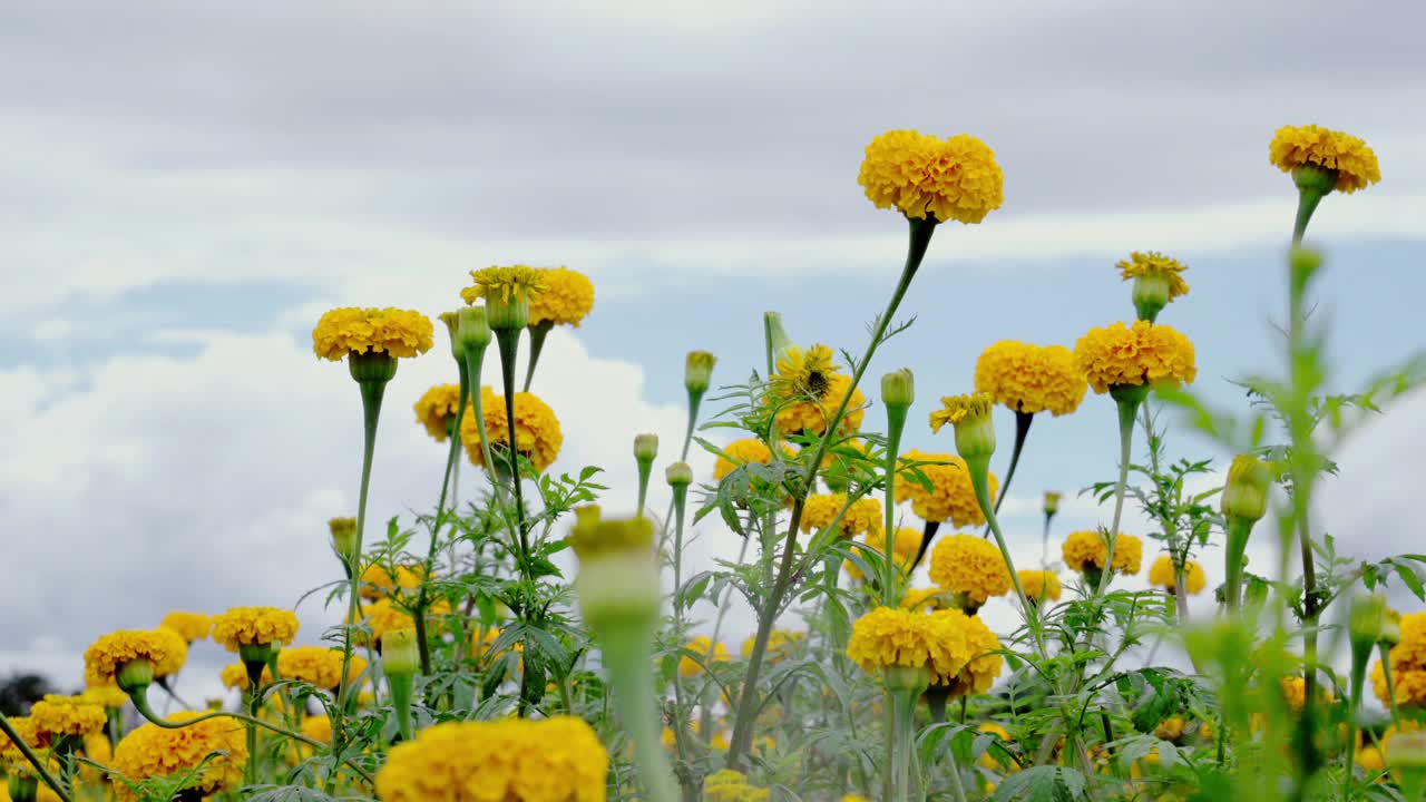 万寿菊黄色的花视频下载