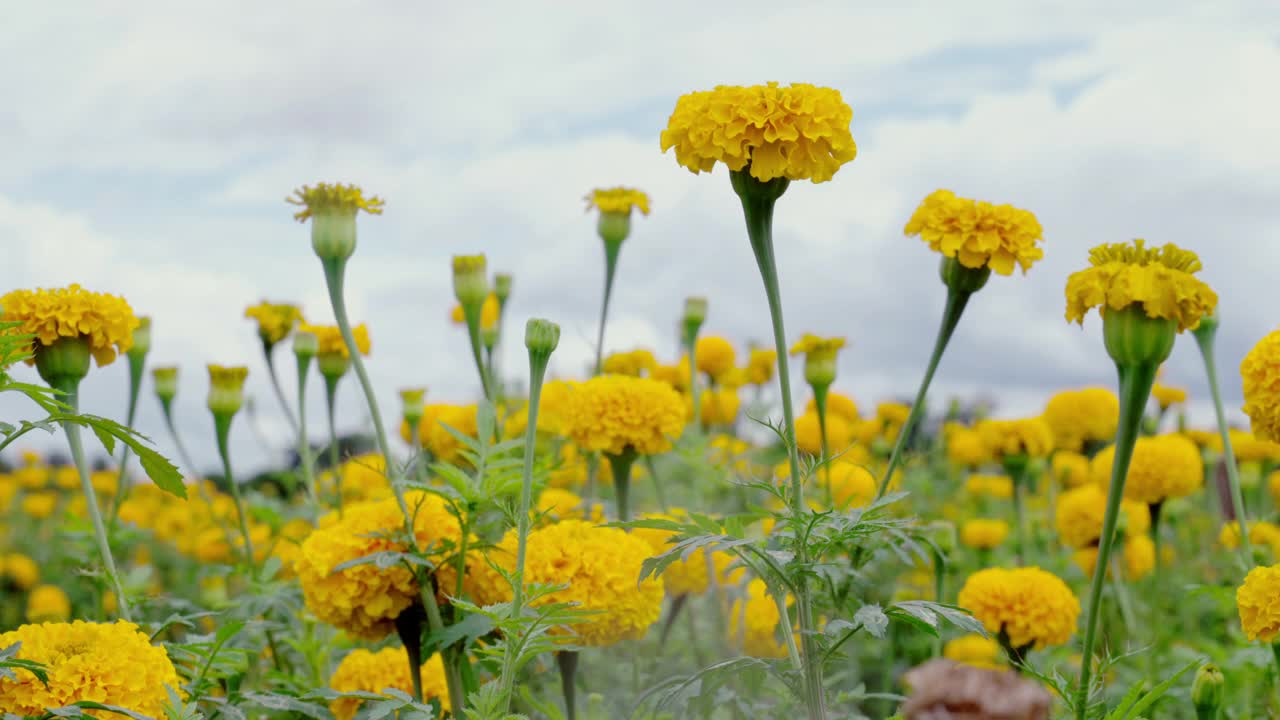 万寿菊黄色的花视频下载