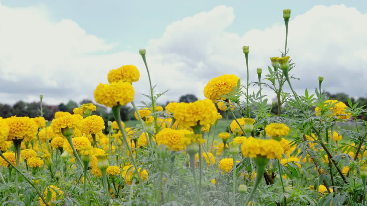 万寿菊黄色的花视频下载