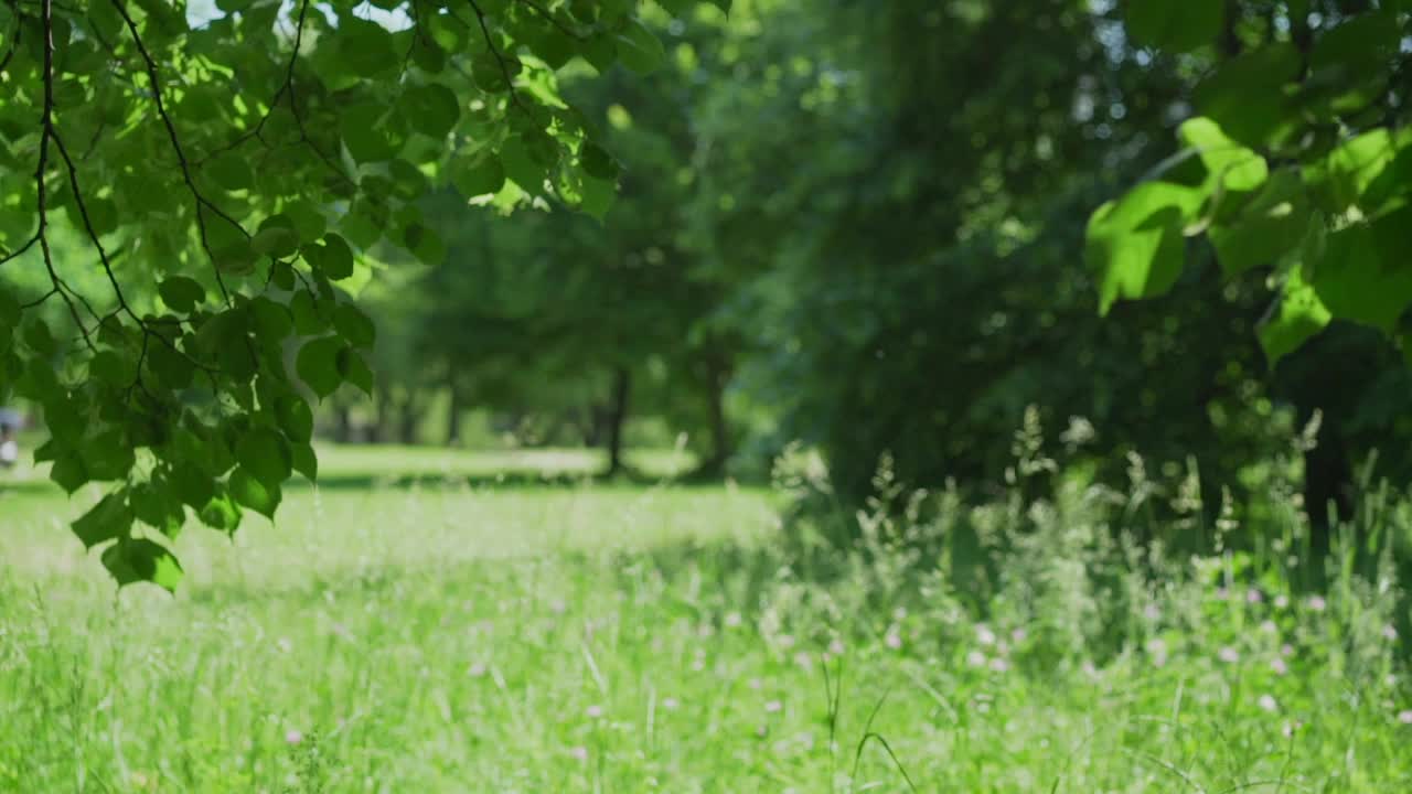 菩提树的树枝上长着绿色的叶子，随风摇曳视频素材