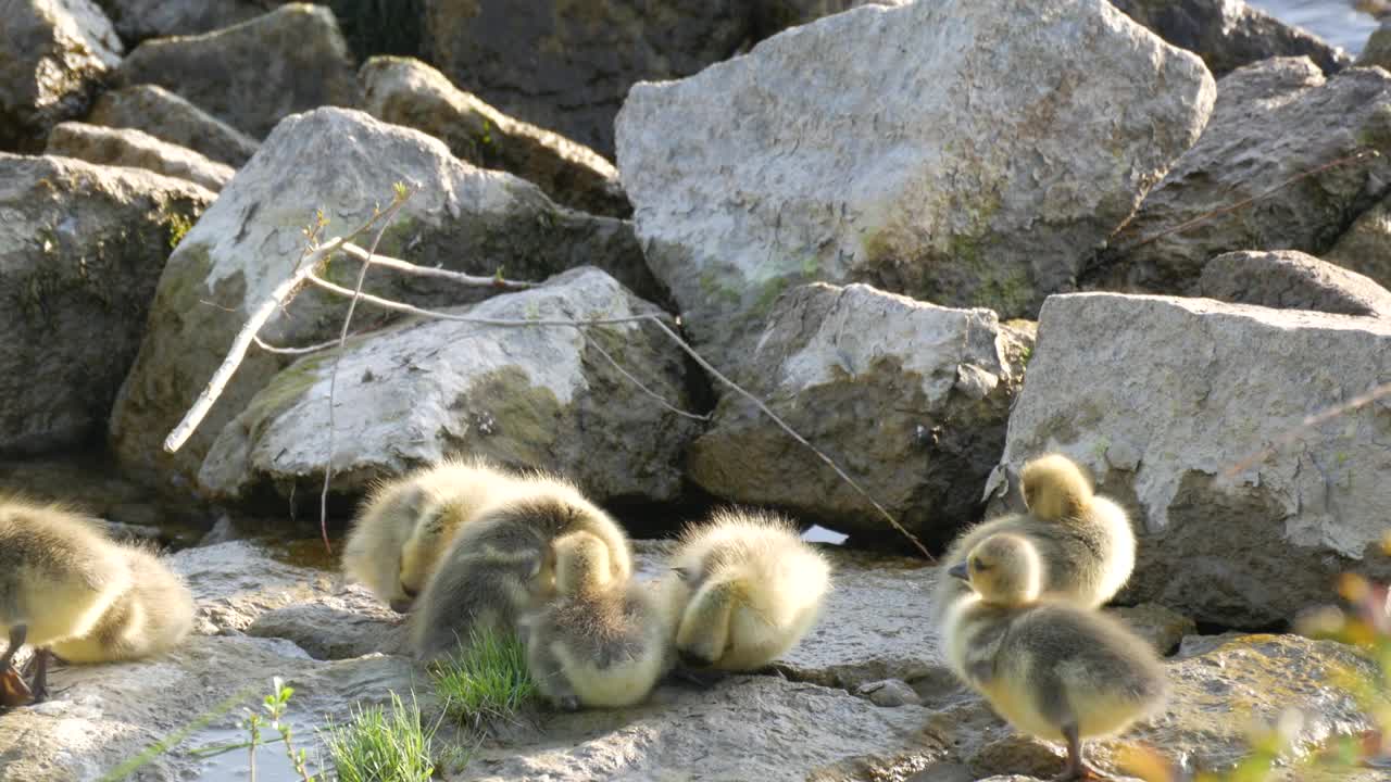 一群小黄鸭滑稽地挤在岩石岸上视频素材