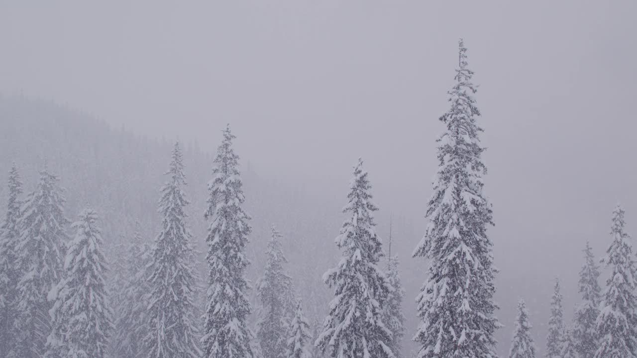 冬天山上大雪，森林里浓雾弥漫视频素材