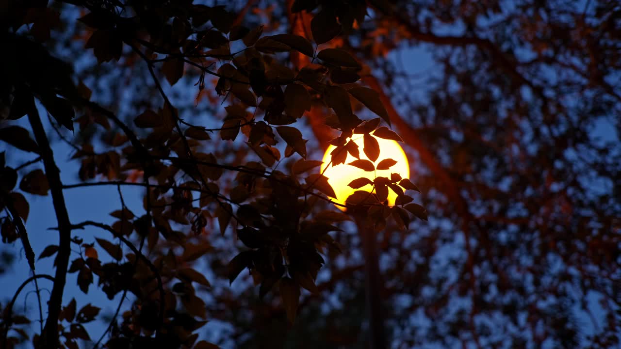 宁静的夜晚，明亮的橙色城市街灯透过树叶、树叶和树枝发出光亮视频素材