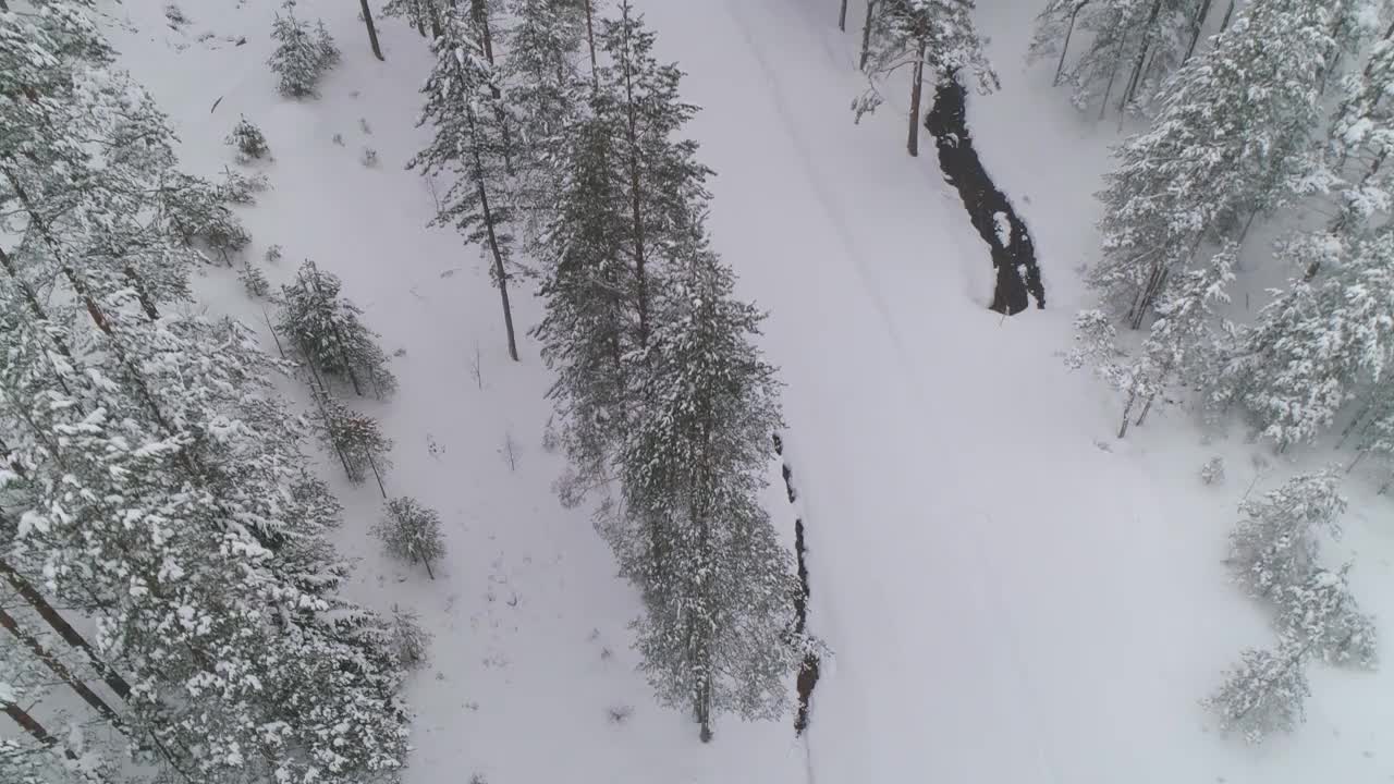 冬雪松林高空无人机拍摄。视频素材