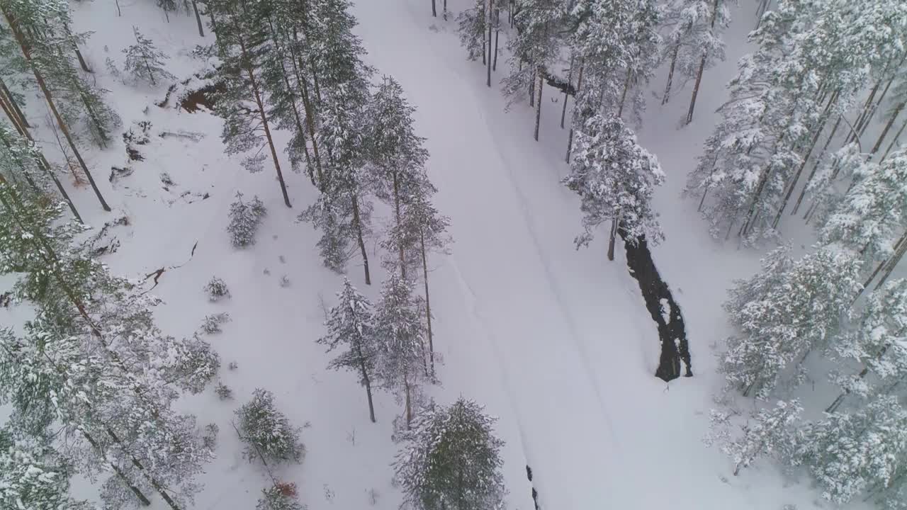 冬雪松林高高在上。摄像机升起，露出滑雪场视频素材