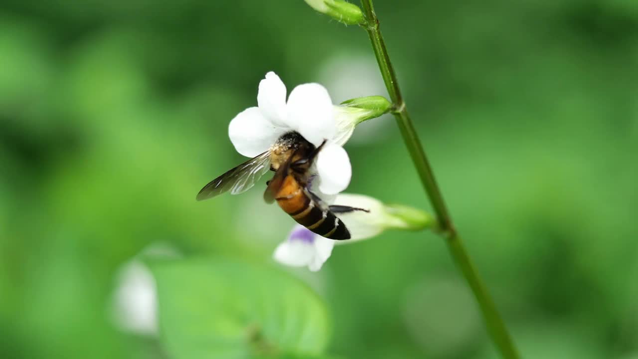 巨大的蜜蜂在白色的紫罗兰花上寻找花蜜，在自然的绿色背景下视频素材