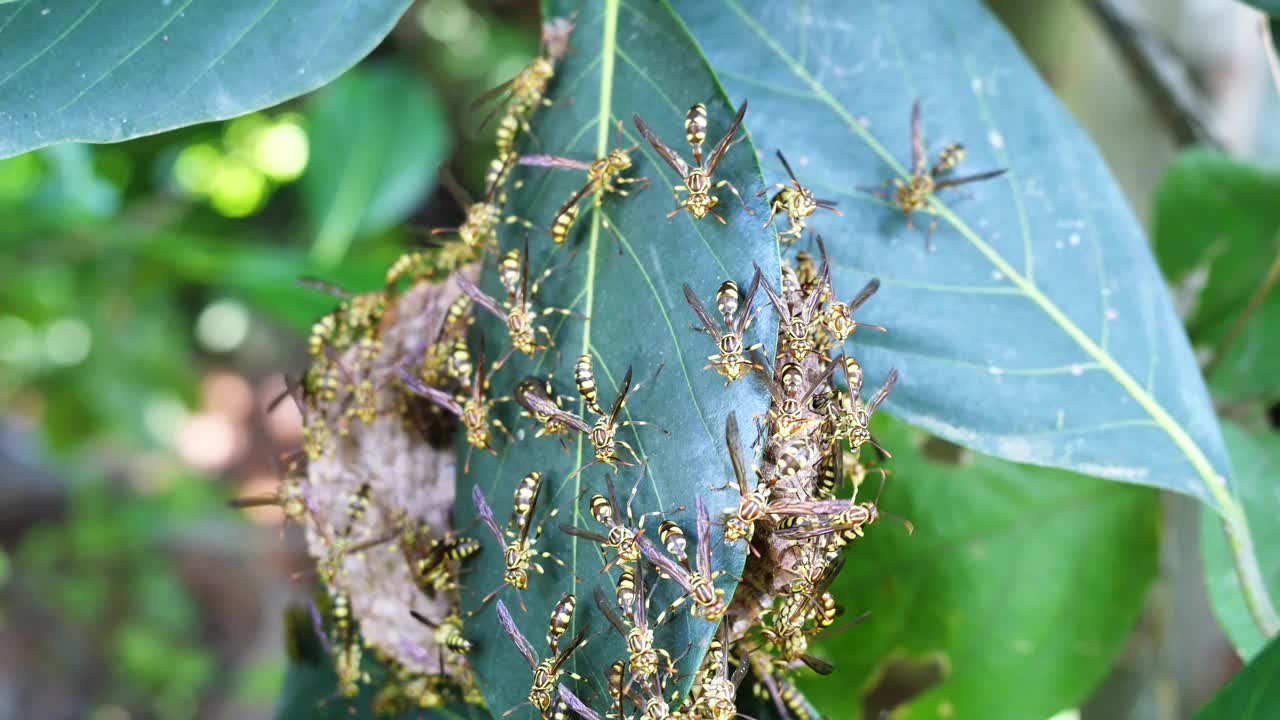 东方黄衫纸黄蜂在绿叶植物树上筑巢视频素材