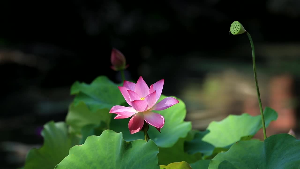 莲花视频素材