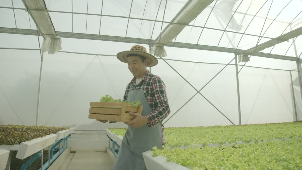 有机食品，水培，农业经营，健康，理念。快乐的亚洲农民在温室里走着，手里拿着水培的新鲜蔬菜。工人在有机农场收获生菜、沙拉。视频素材