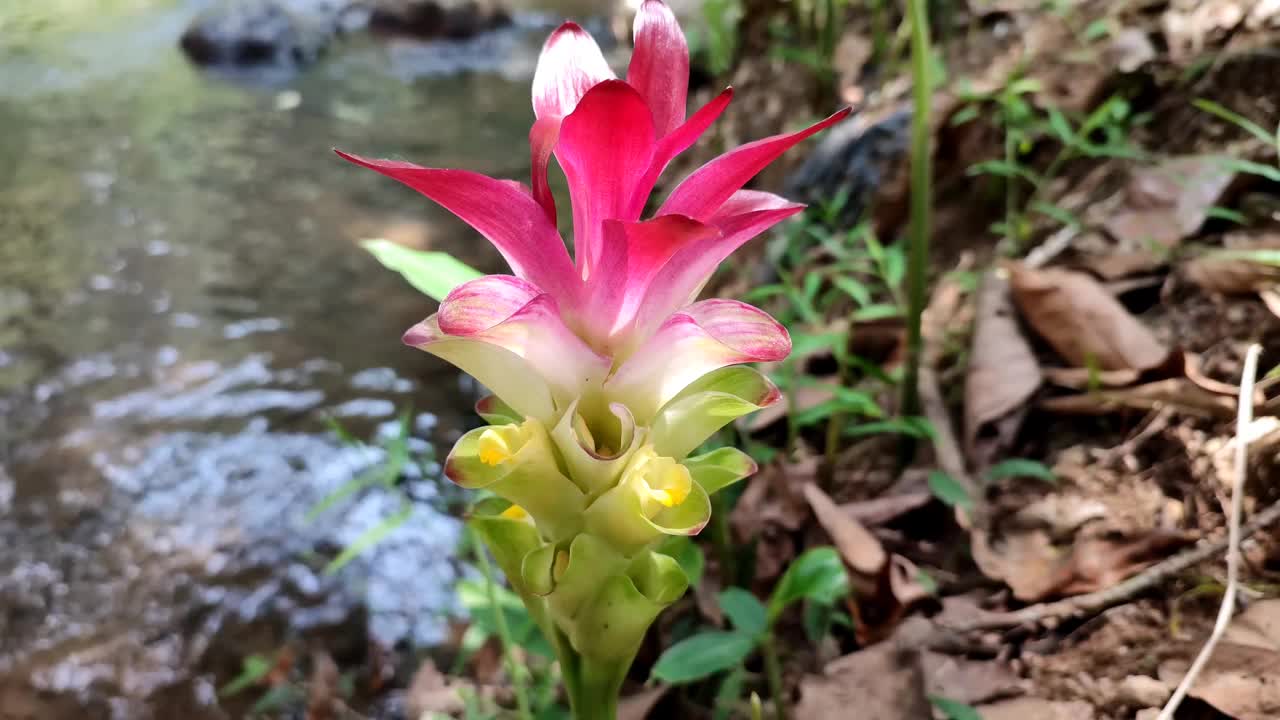 美丽盛开的花朵与模糊的河水背景视频素材