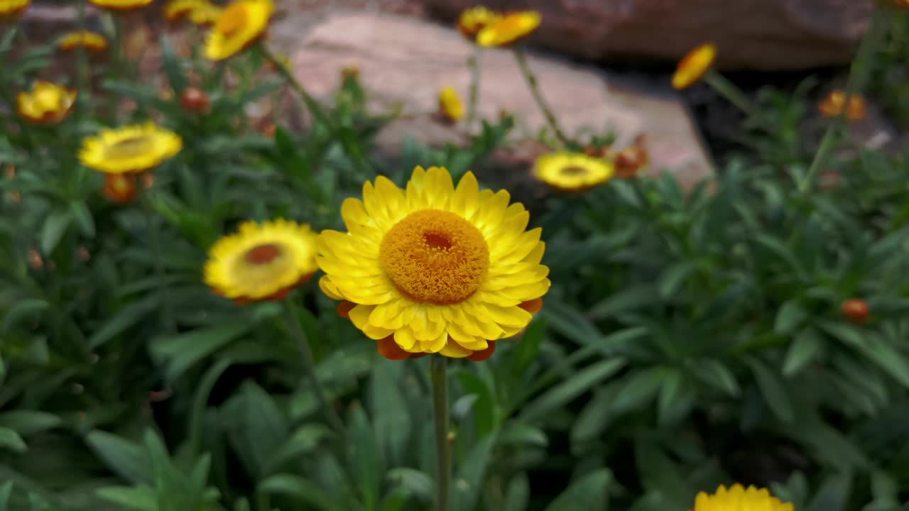 黄色的雏菊花。视频素材