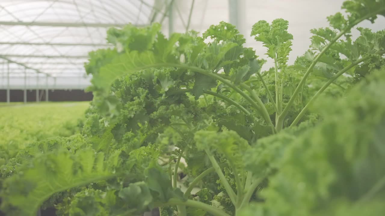 淘洗抛丸，封闭式水培生产蔬菜。鲜色拉种植在菜园中有机农场水培，植物在水上无土壤的温室农业为有机保健食品。有机食品，水培，农业业务。视频素材