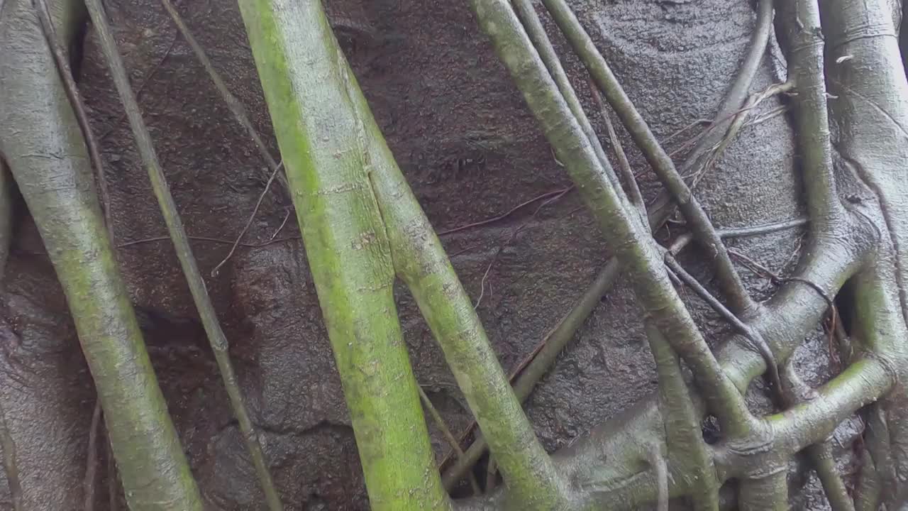 一棵大榕树的树干在雨中被淋湿。视频素材