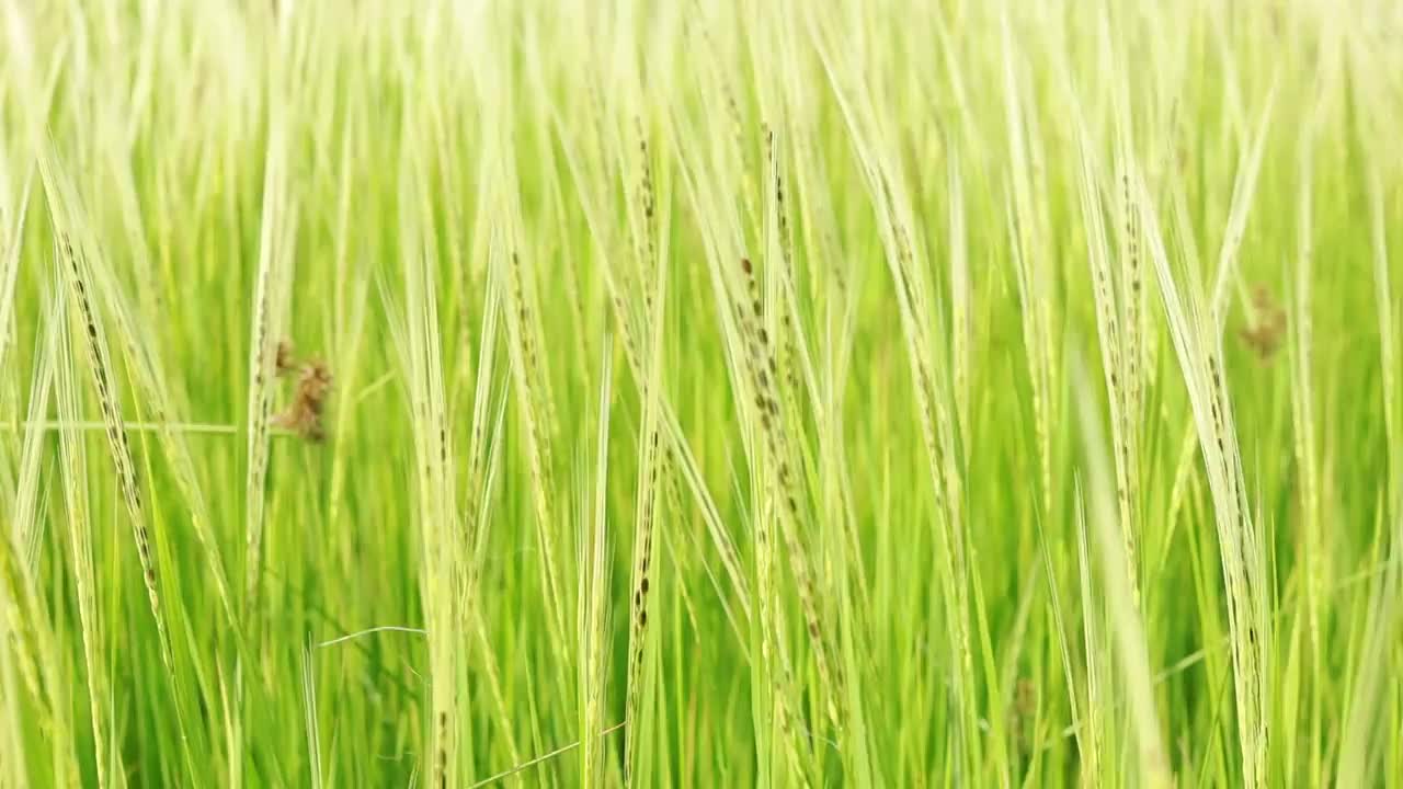 广阔的草地上开着美丽的白花视频素材