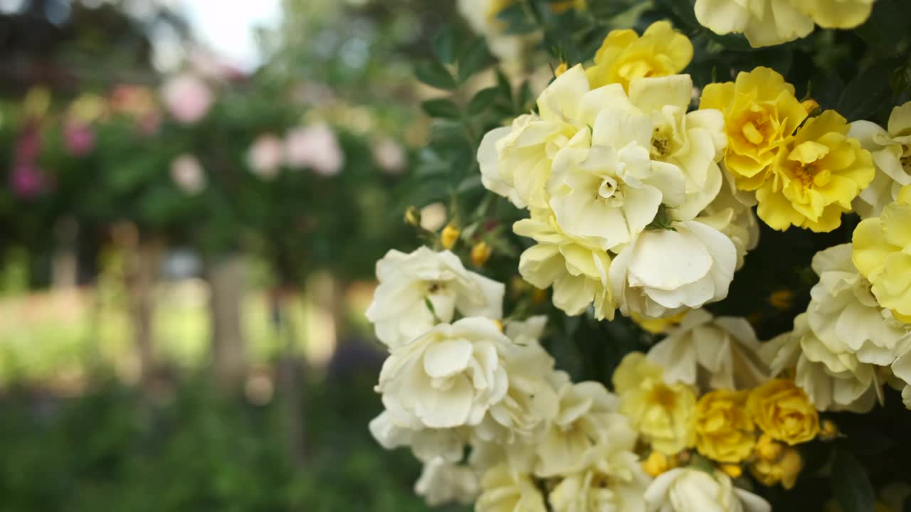 Insel Mainau岛的植物园里的黄色花朵视频素材