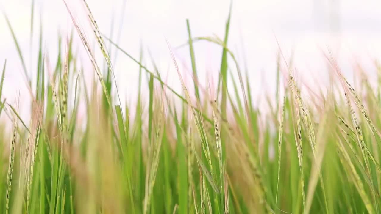 广阔的草地上开着美丽的白花视频素材