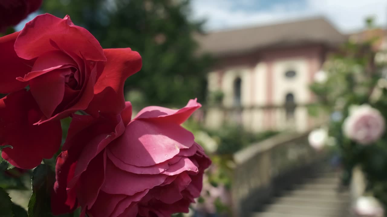 美瑙(Mainau)的美丽红玫瑰视频素材