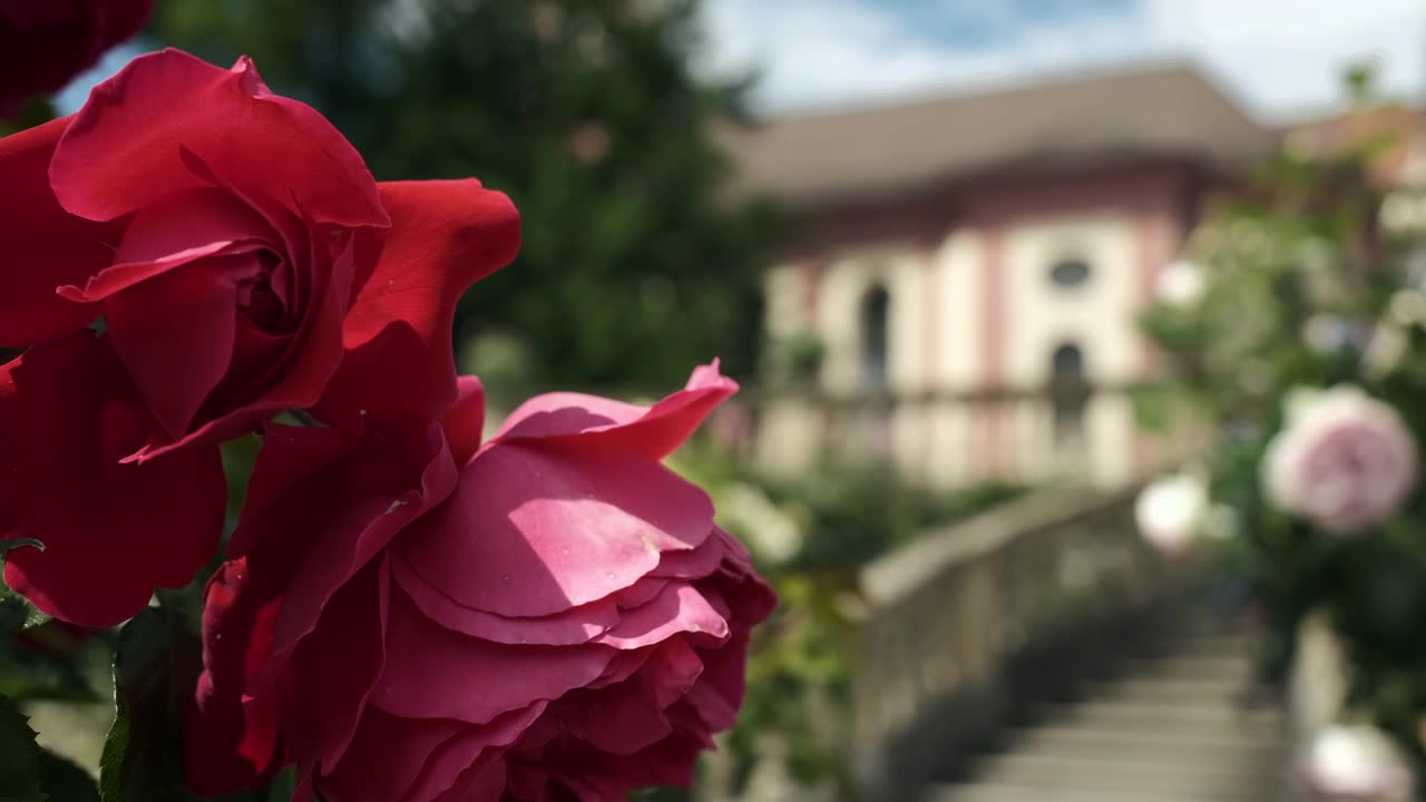 美瑙(Mainau)的美丽红玫瑰视频素材