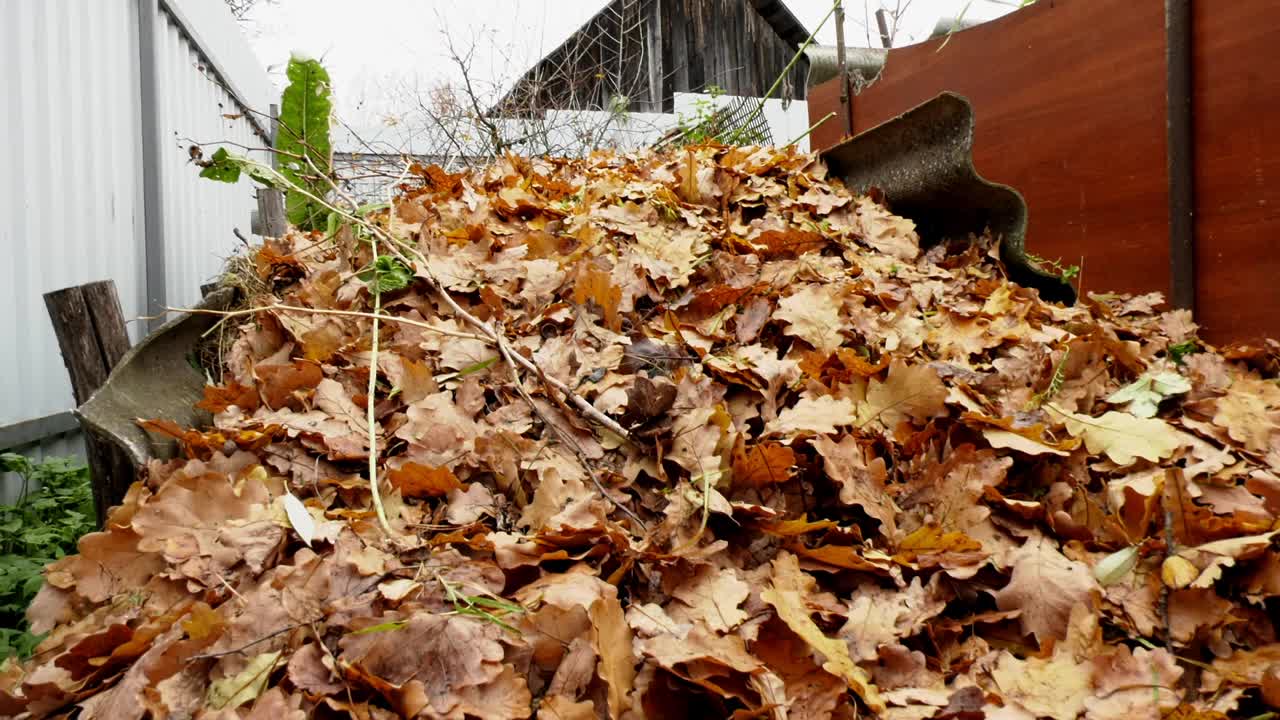 一个穿红夹克的女人从地里移走黄色的落叶。一个女人提着一桶落叶。秋季的家庭视频素材