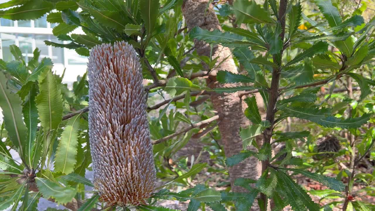 澳大利亚的一种本地植物，针叶班克西亚的一种，可以看到在春天的微风中轻轻地吹拂。视频素材