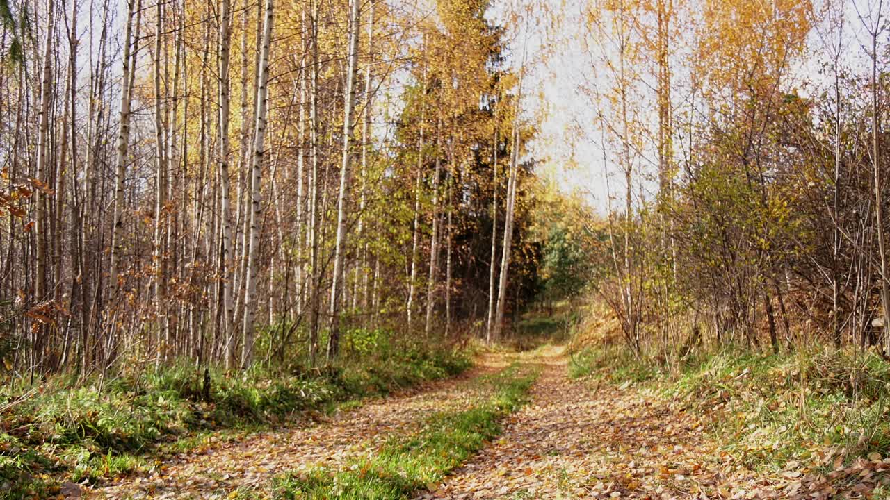 一个穿红夹克的女人走在铺满黄叶的森林道路上。秋天的风景视频素材