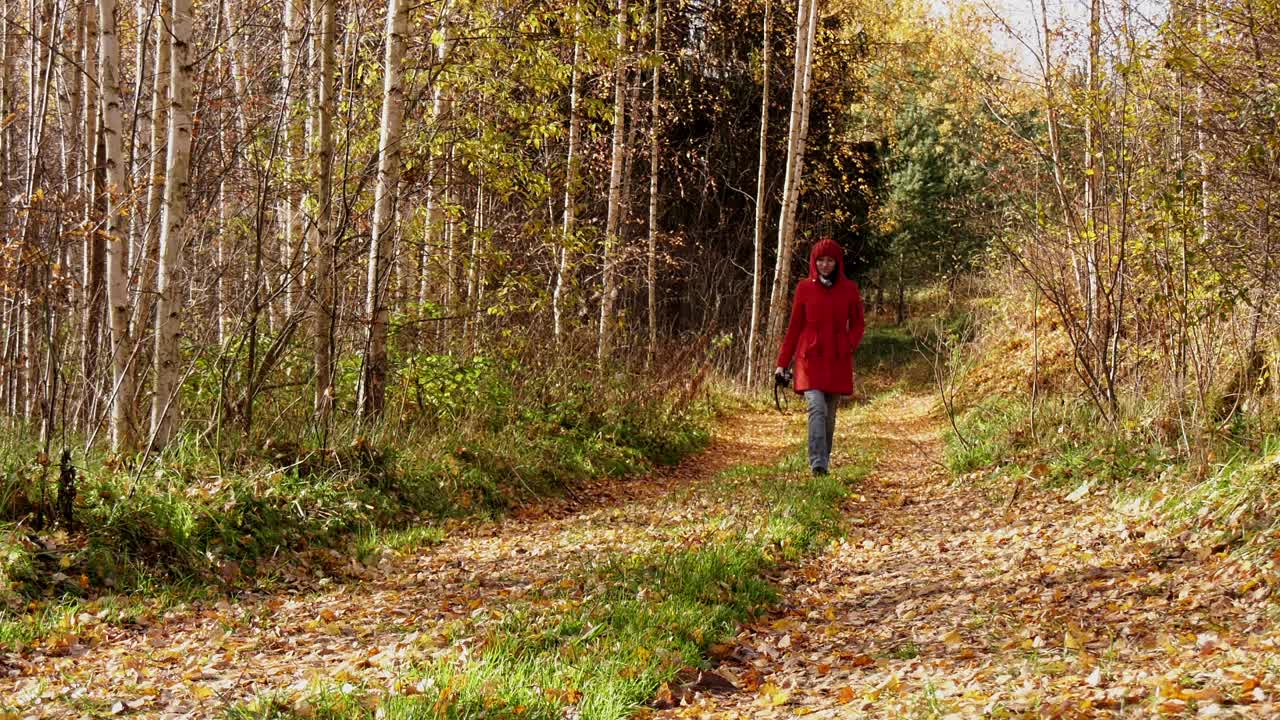 一个穿红夹克的女人走在铺满黄叶的森林道路上。秋天的风景视频素材