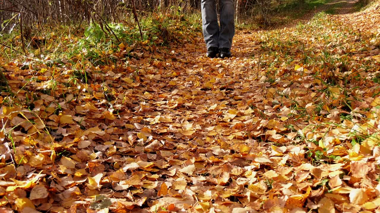 一个穿红夹克的女人走在铺满黄叶的森林道路上。秋天的风景视频素材