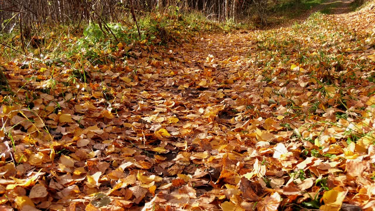 一个穿红夹克的女人走在铺满黄叶的森林道路上。秋天的风景视频素材