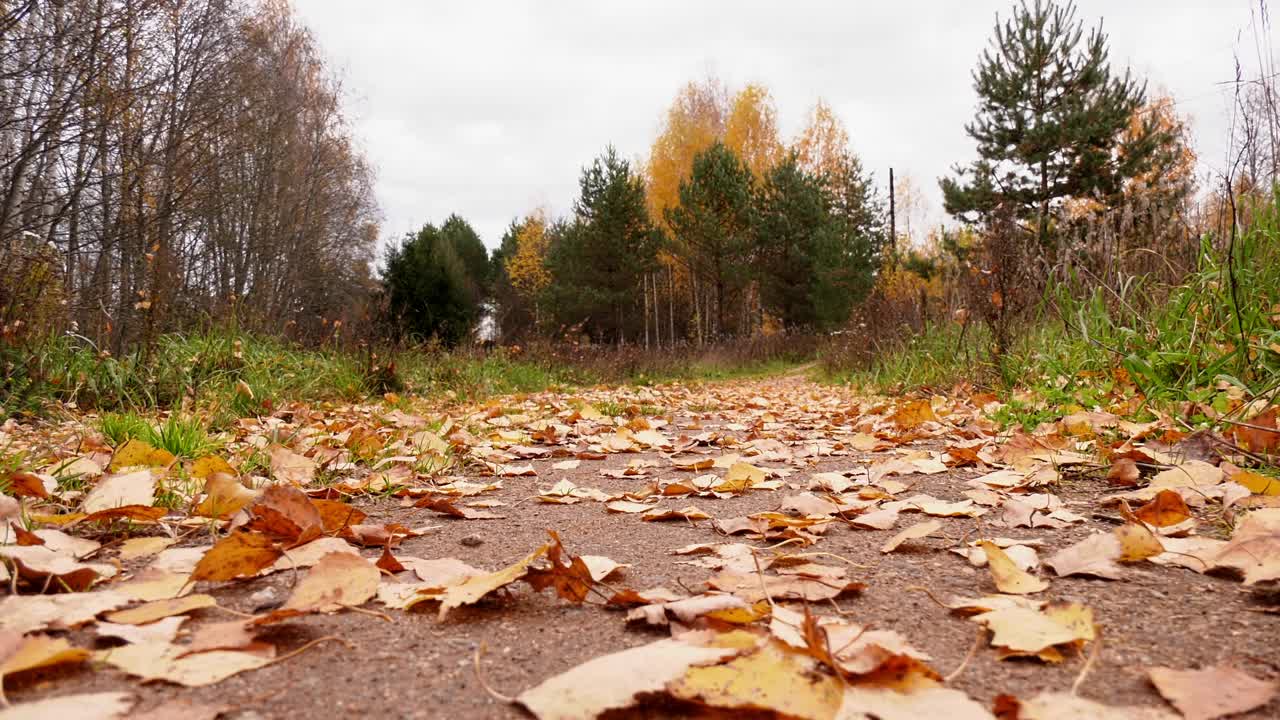 一个穿红夹克的女人走在铺满黄叶的森林道路上。秋天的风景视频素材