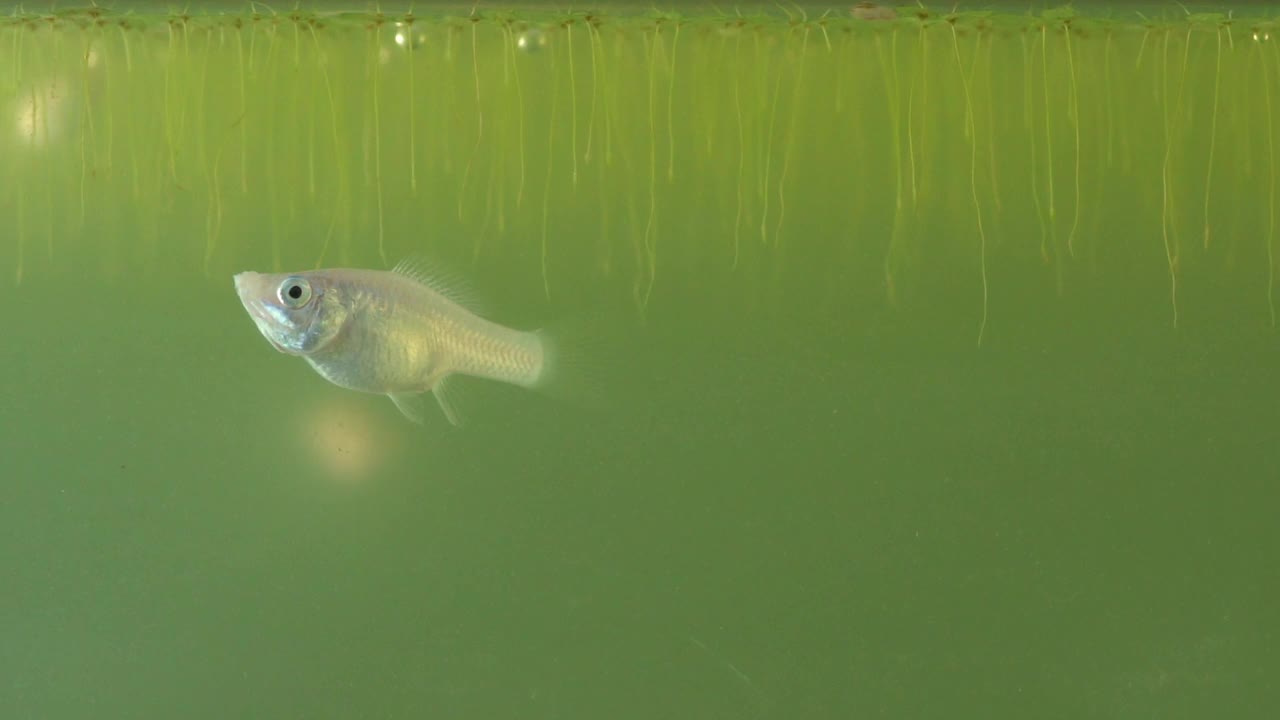 淡水鱼在水下游泳。从侧面看。视频素材