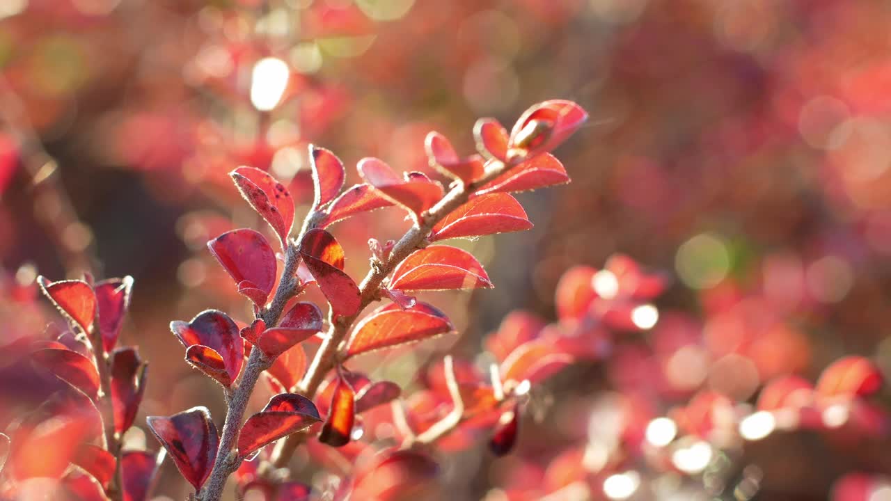 特写红叶在阳光模糊的背景。秋叶之静美。视频素材