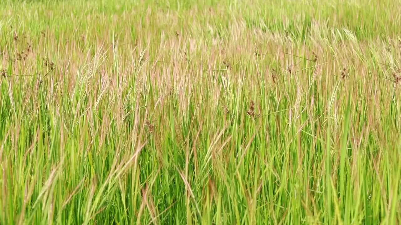 广阔的草地上开着美丽的白花视频素材