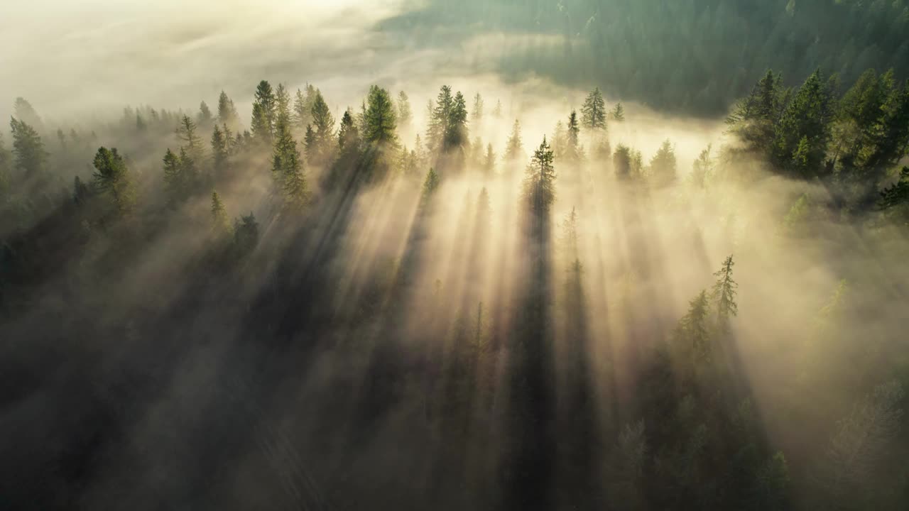 神奇的森林景观。阳光穿过松树照射进来。在森林和山上，阳光明媚，雾蒙蒙的早晨视频素材