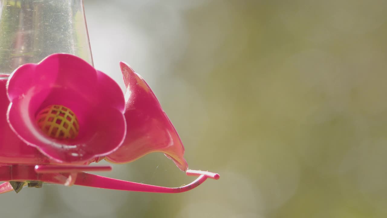 蜂鸟视频素材