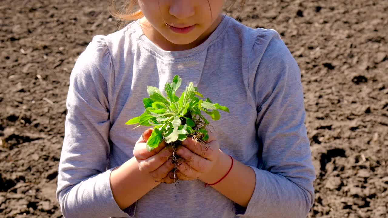 孩子在地里种了一株植物。有选择性的重点。视频素材