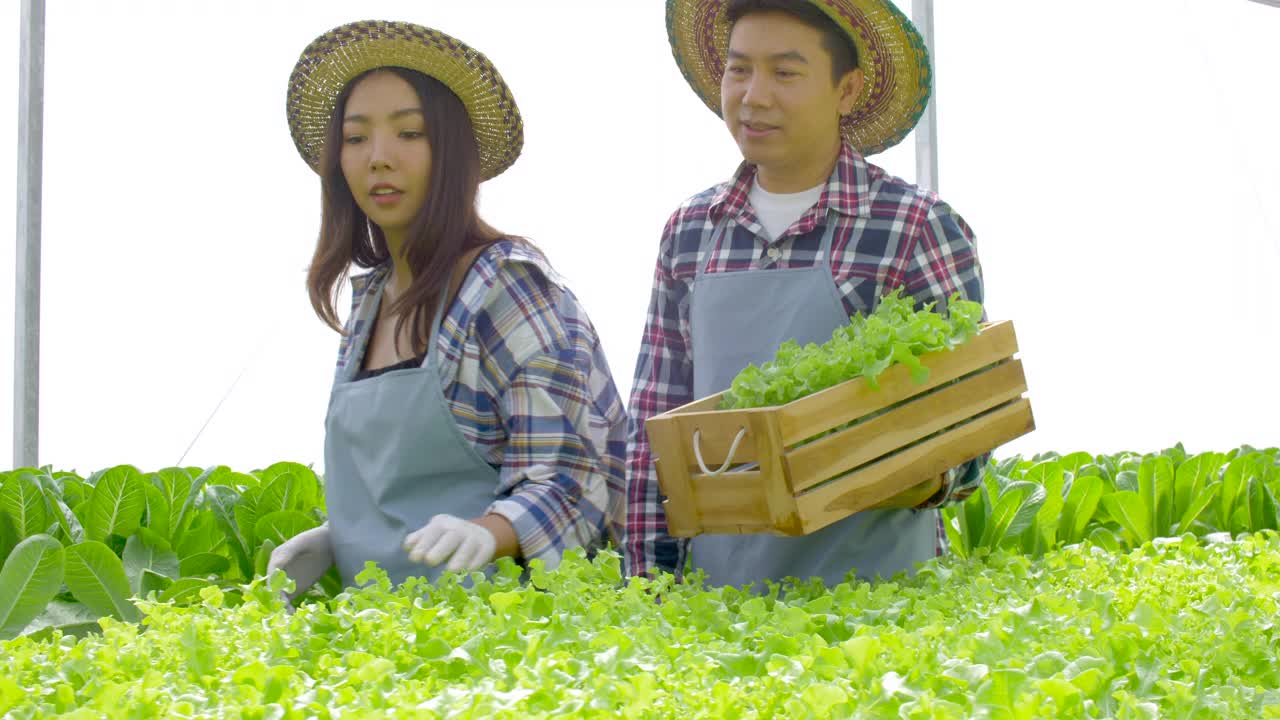 一对亚洲夫妇在蔬菜水培农场幸福地工作。在有机农场的铁路温室里，女人在水培围栏上收获绿橡树，男人扛着箱子一起走。健康食品经营理念。视频素材