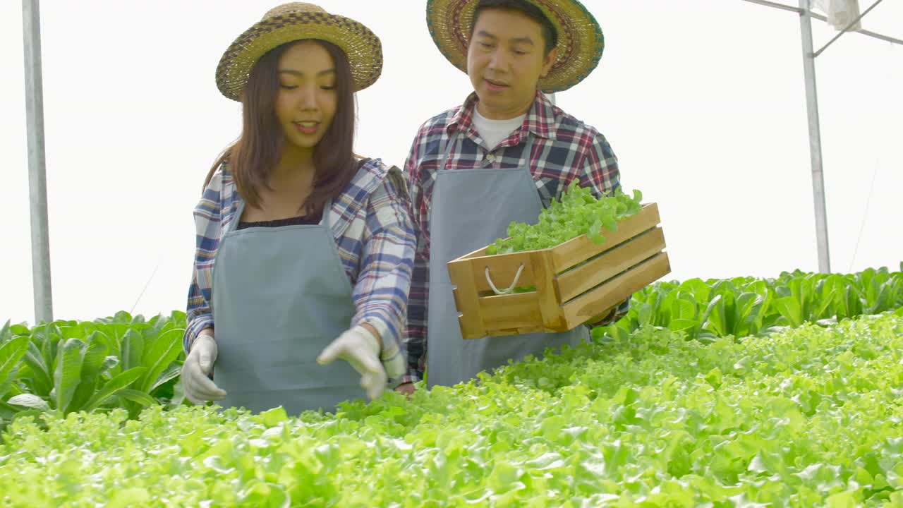 一对亚洲夫妇在蔬菜水培农场幸福地工作。在有机农场的铁路温室里，女人在水培围栏上收获绿橡树，男人扛着箱子一起走。健康食品经营理念。视频素材