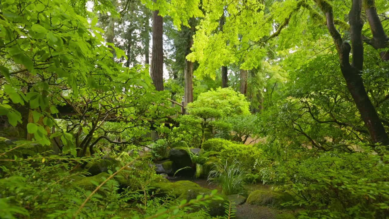 镜头在绿色植物到小溪和桥之间移动。华丽的日本花园。日本绿色公园，万向节4K镜头视频素材