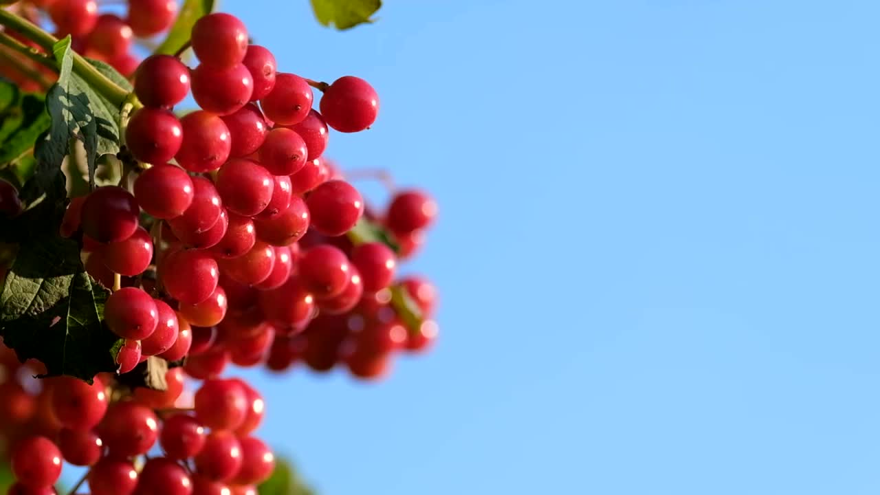 成熟的红色的荚蒾束在蓝色天空的背景上。视频素材