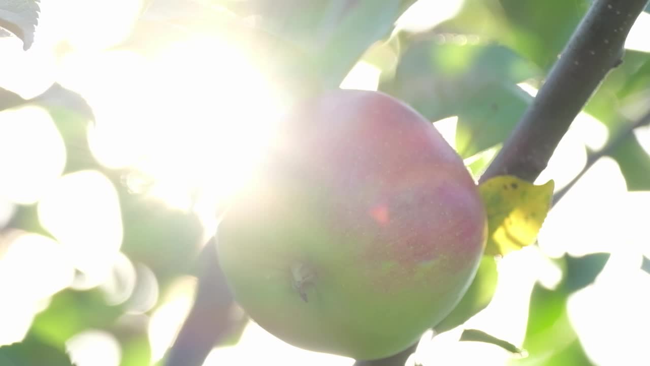 大红苹果在阳光下的树上。视频素材