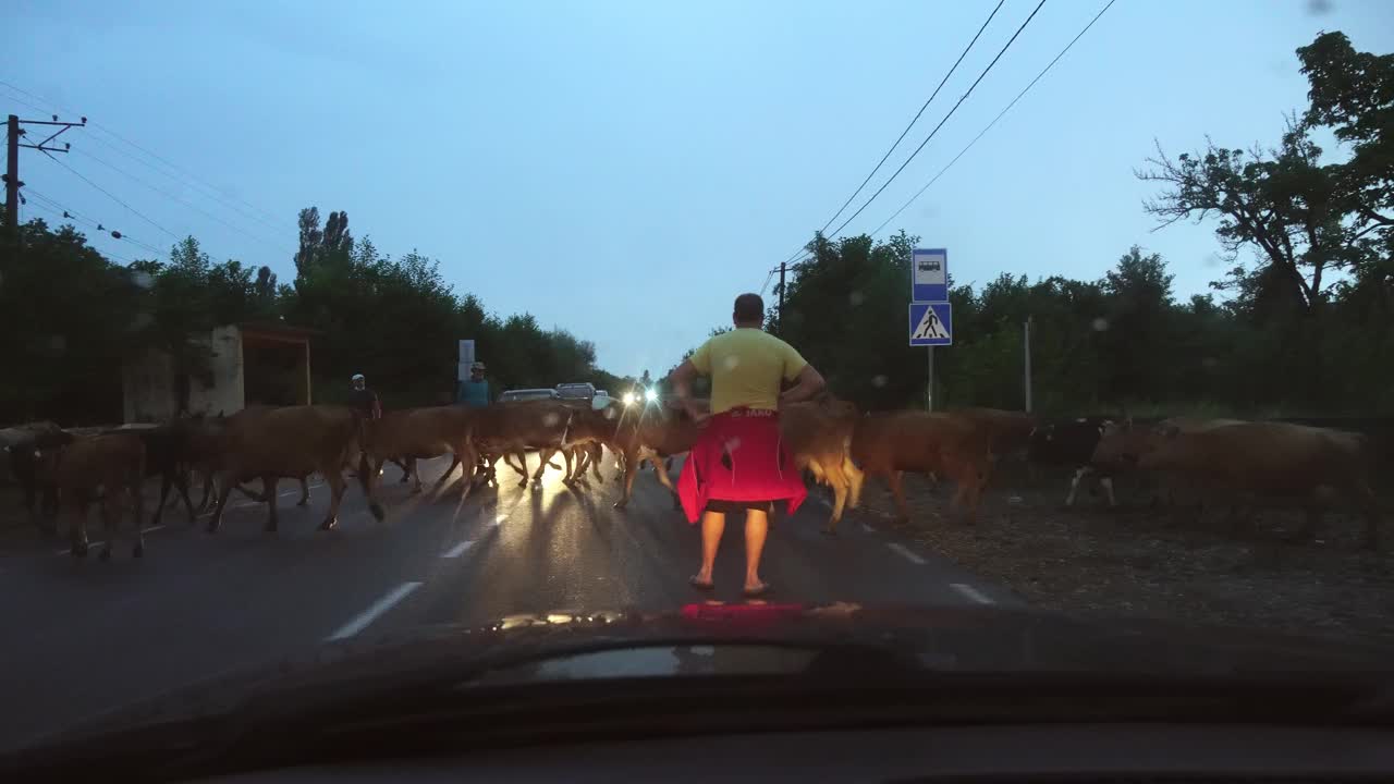 第一人称视角的道路，牧羊人赶着牛。视频素材