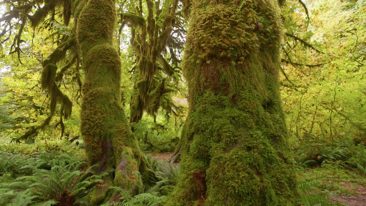 镜头在长满苔藓的奇异树干之间移动。美国华盛顿奥林匹克国家公园的热带雨林。4K框架拍摄视频素材