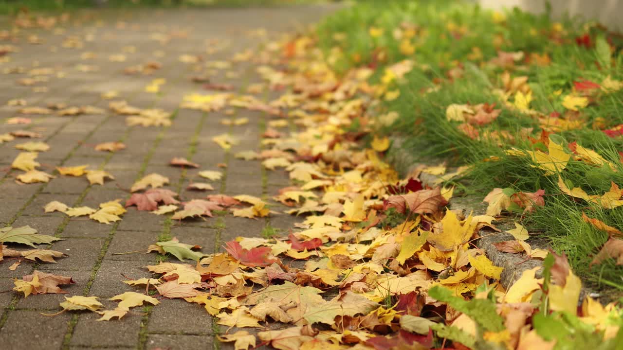 金灿灿的枯叶铺在灰色的石头小路上，城市公园里绿草茵茵视频素材